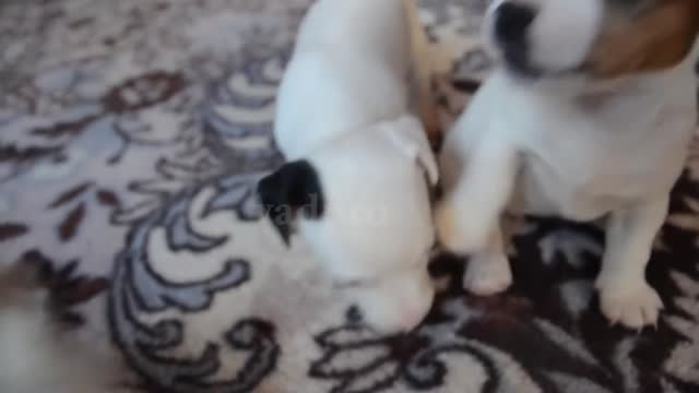 Cute puppies playing |Puppy Training and Puppy Play - the Importance of Socialization