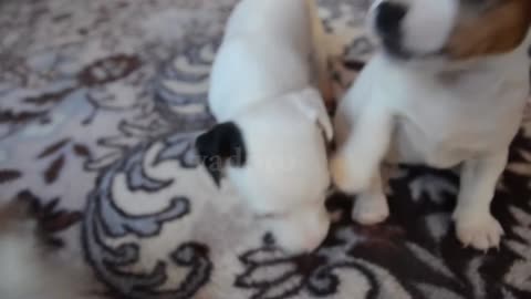 Cute puppies playing |Puppy Training and Puppy Play - the Importance of Socialization
