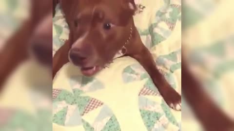 Pitbull jumping on the bed, super happy