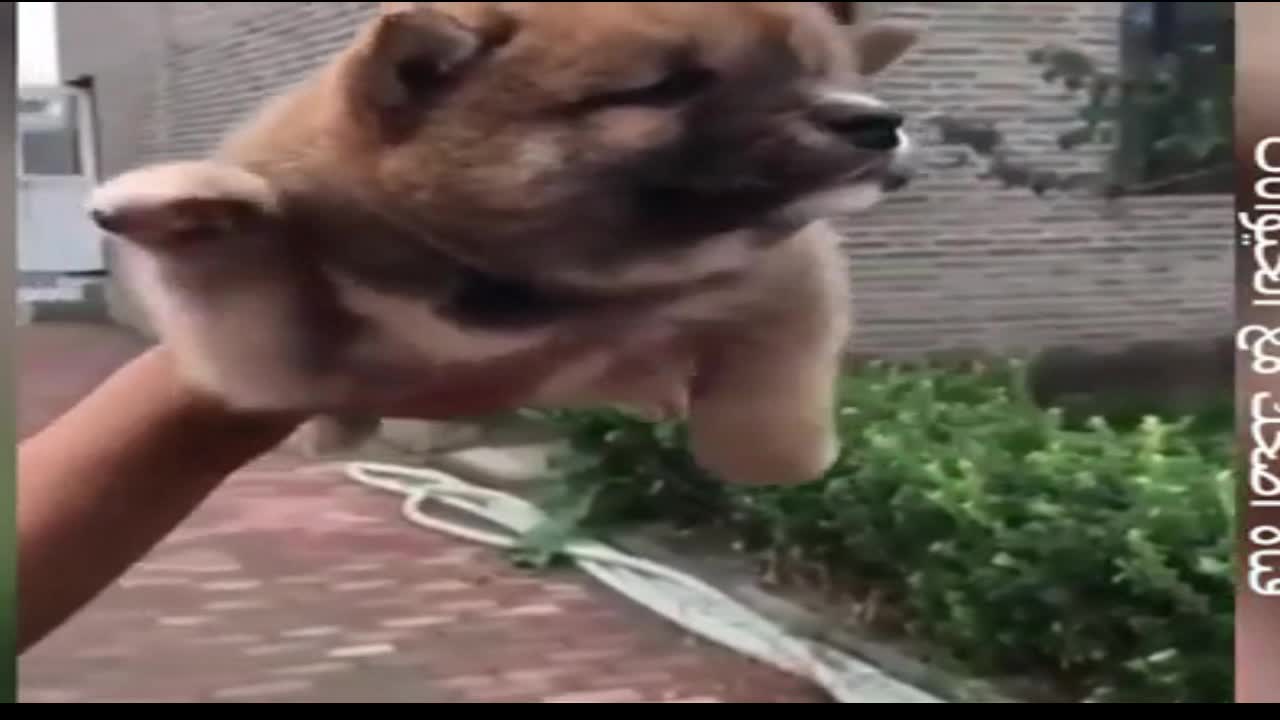 My dog ​​is swimming in the air - funny animal video 2020