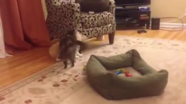 Corgi Puppy vs Cat