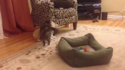 Corgi Puppy vs Cat