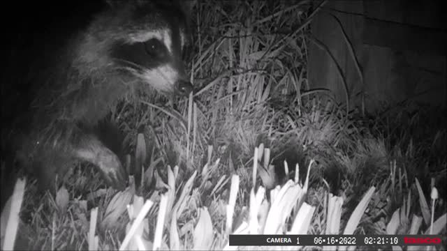 Backyard Trail Cam - Raccoon Passing Through Fence