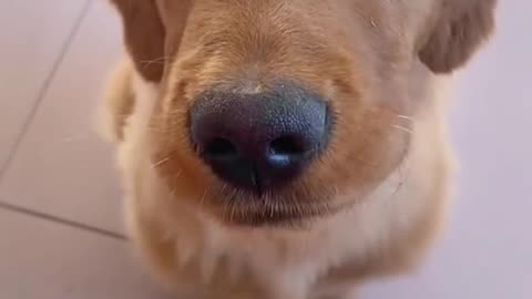Funny animals dog video