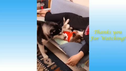 cute dog funny video