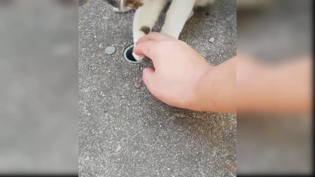 Cats Baby - Funny and Cute Cat Videos