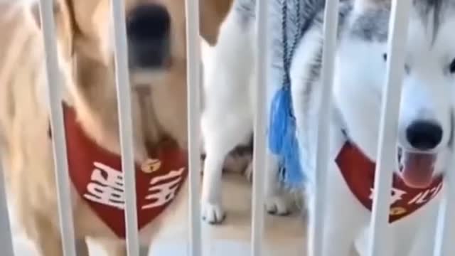 Two cute dogs shocked and afraid from their owner | Dogs funny video