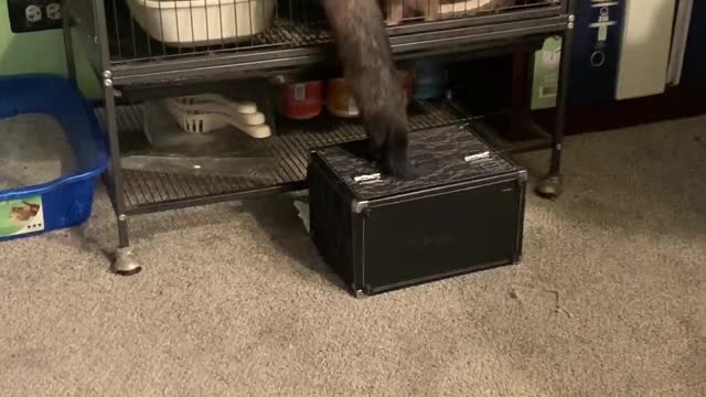 Ferrets Give Teamwork a Try