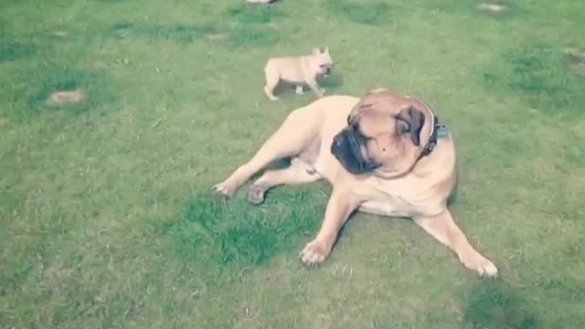 Dog and puppy engage in precious playtime