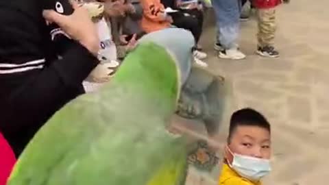 Cute and funny parrot video