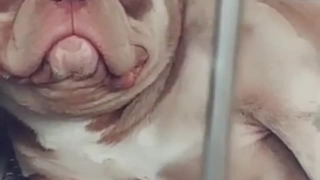 Rumble short grumpy but cute
