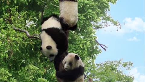 Pandas climb trees