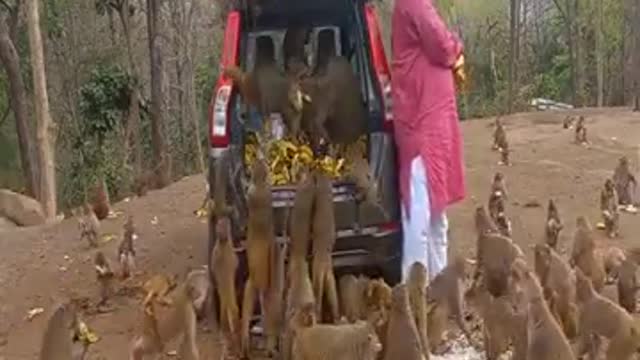 Man brings food for hungry monkeys