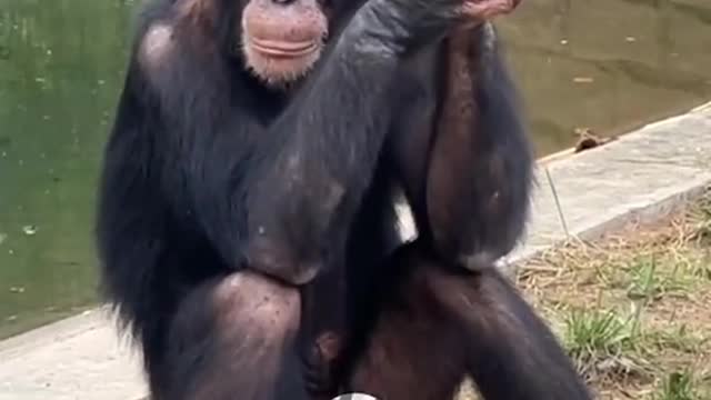 The Lone chimpanzee