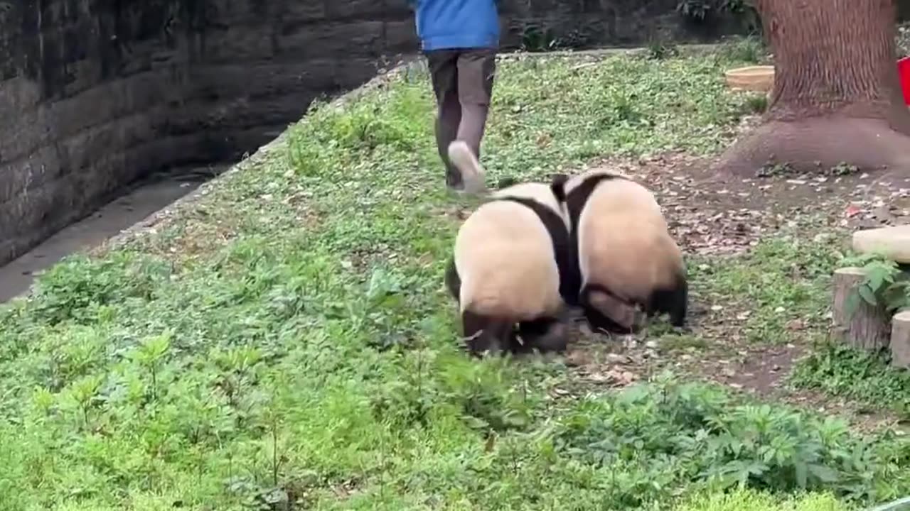 Two giant pandas are in synchronization, chasing the keeper