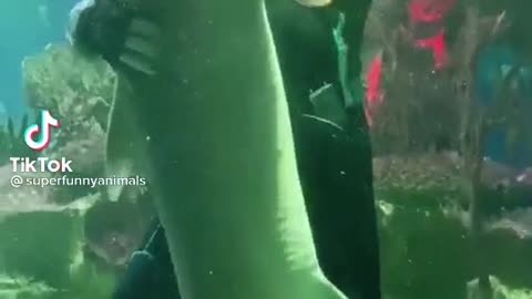 Unbelievable shark dancing with a man