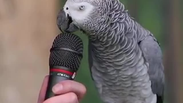 Talking Parrot🤣🤣