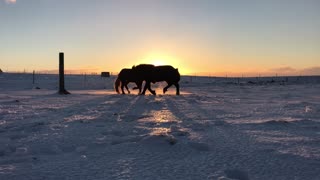 Stallions Play During Stellar Sunrise