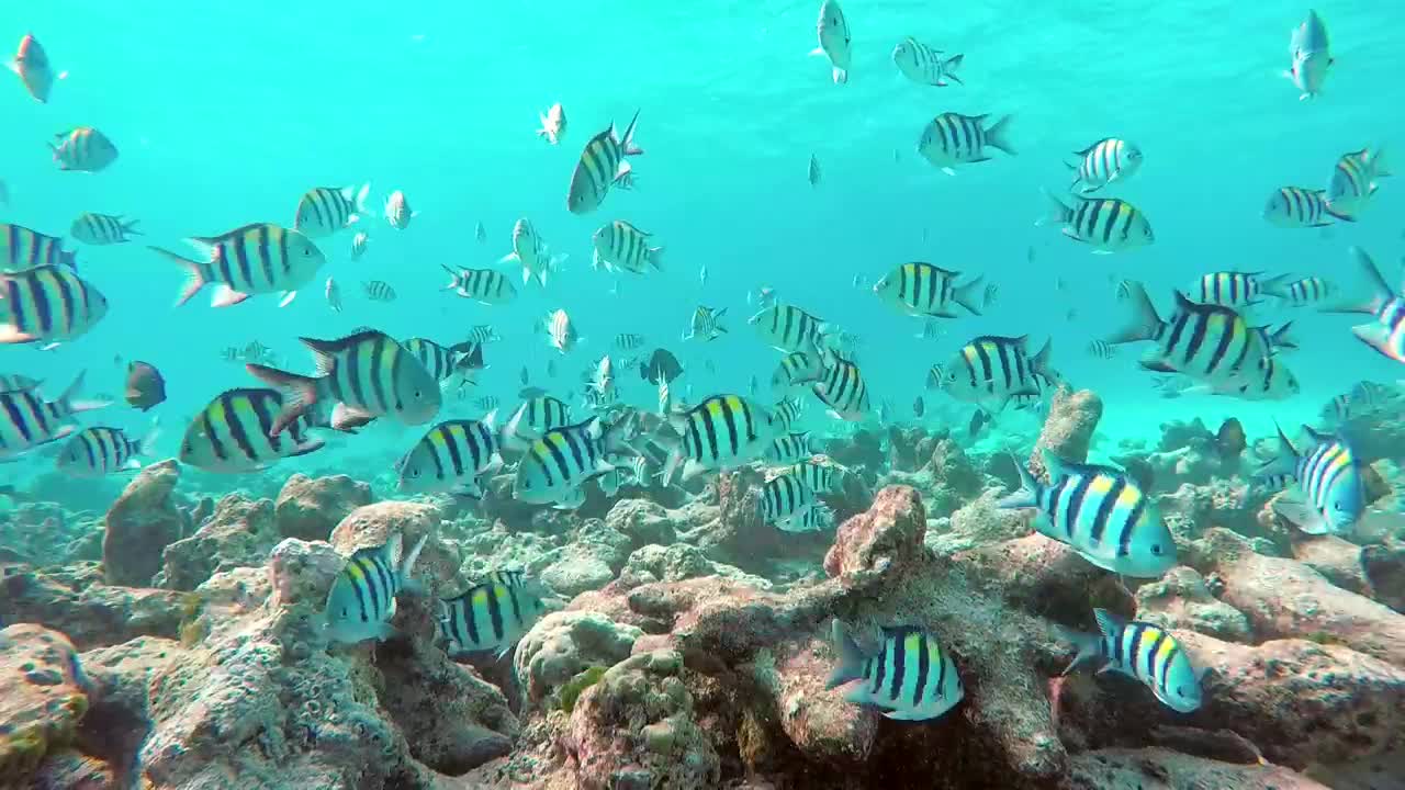 Fish swimming on a reef, underwater shot