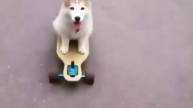 Hilarious puppy on skating