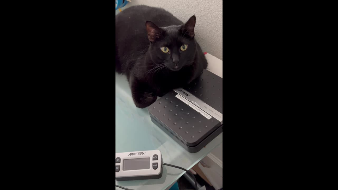 Adopting a Cat from a Shelter Vlog - Cute Precious Piper is an Office Scale Attendant