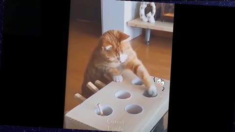 Rumble/cat fear best viral video,best cute animal video ,2022 best video