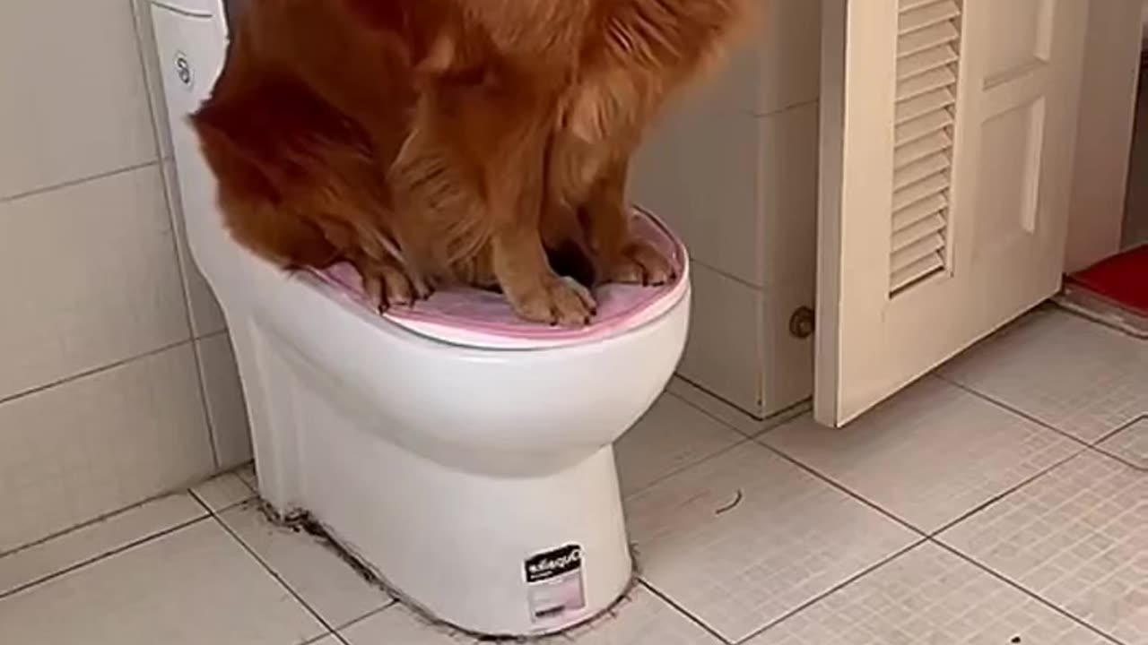 Dog use Toilet like human