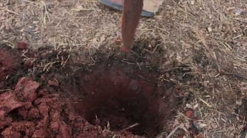 Planting Plum Trees