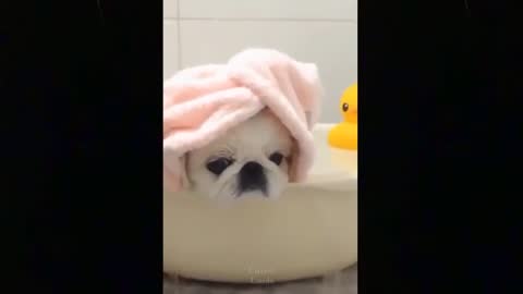 Funny animals [] Try not to laugh compilation 31
