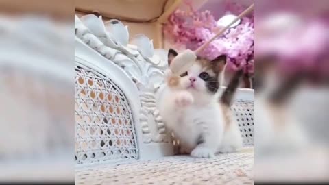 Cute and Funny Cat Videos