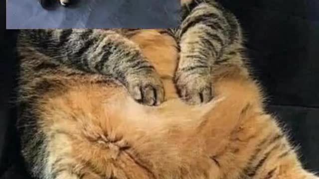 cat style nowadays top tranding