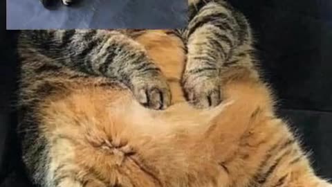 cat style nowadays top tranding