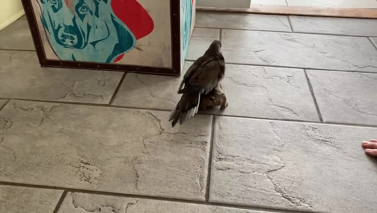 Lovely Dove and An Alfie are forming an adorable friendship