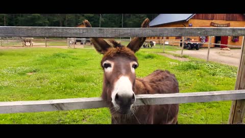 Lama farm in Latvia