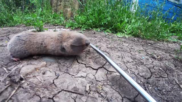 A blind rat in the garden - caught, studied