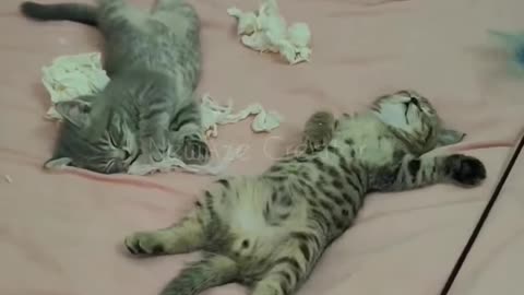 funny cats