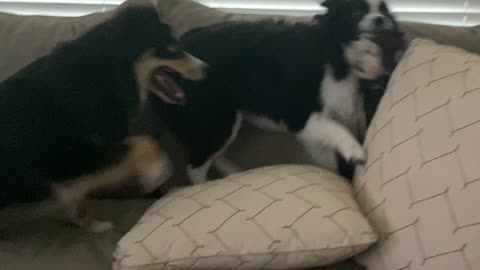 Maverick and Finley wrestling over bear