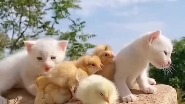 Cute kittens and chickens giving the message of love 😘😍