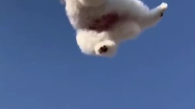 Very cute dog flying