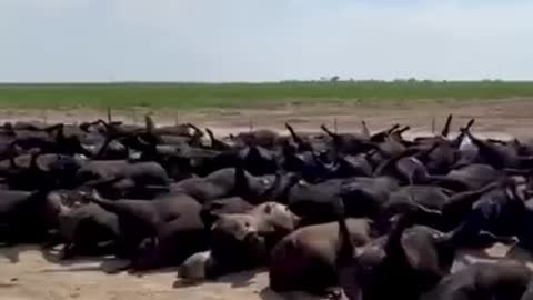 10,000 Cattle “died from heat” in Kansas 🤔