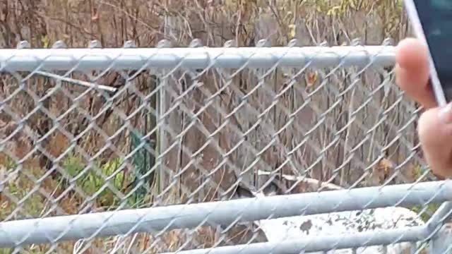 Beautiful Piebald Deer Wandering in Downtown Sackville