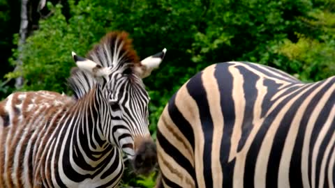 Wild zebras