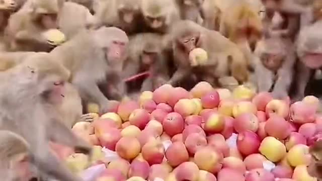 monkey video 2022 #shorts