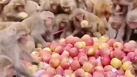 monkey video 2022 #shorts