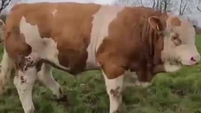 Big Cow my YouTube