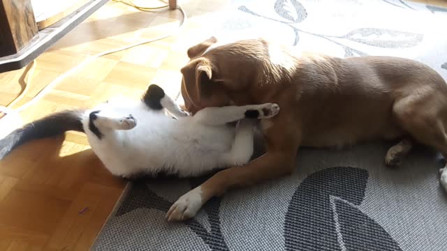 cat and dog