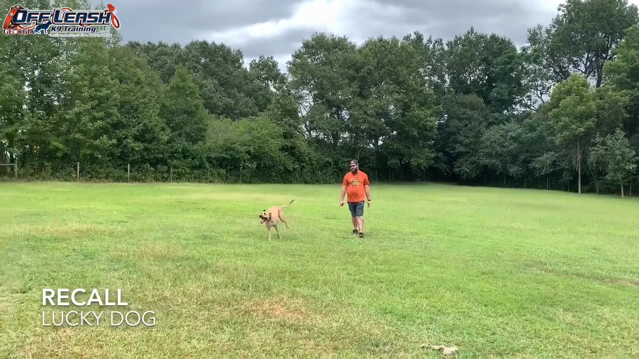 17 Month Old Shepherd Mix Dog training