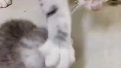 Funny cats video