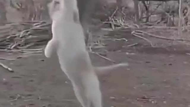 Funny ninja cats doing Kung Fu complication