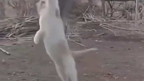 Funny ninja cats doing Kung Fu complication